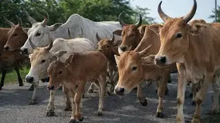 Herding dozens of cows in the afternoon towards the corral, the cows eat grass