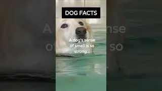 Is this true for your dog? Comment below 👇 #dogfact #dogfacts #shorts