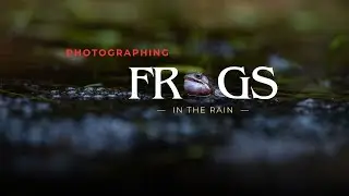Capturing Protected Frogs in the Rain | Wildlife Photography
