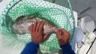 1st Keeper RED GROUPER of the Season! LIVE on Twitch.tv!!!