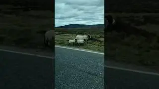 Sheep 🐏🐑 family on road walk #rajsanto #ytshorts #smartphone #shorts