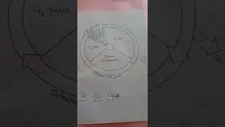 phases of cellcycle