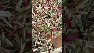 Calathia Triostar bushypots at Rs.125