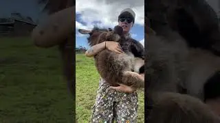 Baby Donkey Loves Being Cuddled