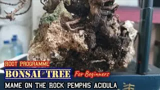 Bonsai Tree For Beginner Root Programme Mame Santigi Pemphis Acidula @therisingofroninbonsai