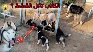 الساحره وين اختفت !؟ وليه قطط المزرعه فجأه يختفون !؟ ايش السبب ؟؟ 😱
