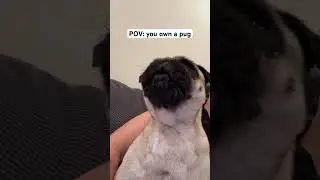 What owning a pug sounds like😂 #dogshorts #pugs #pugshorts #shorts #funnydogs #puglife #doglife