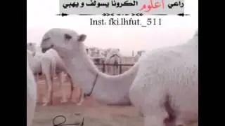 شيلة يا طحاطيح التواجر و  حصون ابن سعود | العذب