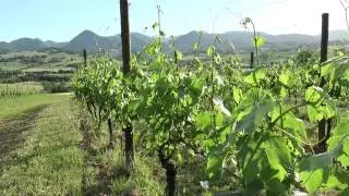 Cantine aperte - Il verdicchio di Matelica - Cantine Belisario