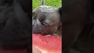 My dog eating watermelon #cute  #frenchbulldog #watermelon #foryou ￼