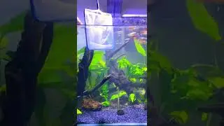 #guppy #guppytank #guppyfry #breeding #lowtech ￼ #lowtechtank #beautiful #youtubeshorts #mustwatch