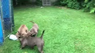 American Bullies: Alwayz On Blitz MODE #bullies#breeding#puppies#juice#str8tbullynobs#