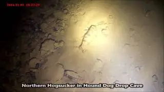 Hound Dog Drop Cave feat. Northern Hogsucker