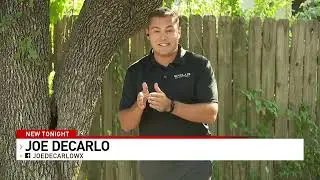 Area Trees Facing Multiple Dangers This Summer