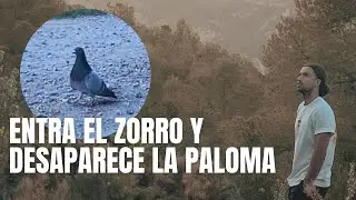 PALOMOS DEPORTIVOS I PALOMOS PINTADOS Y EL ZORRO ENTRA EN EL PICADERO!!
