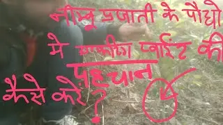 Nimboo Pruning Tips | Citrus Plant Grafting Point Identification | Lemon Pruning Hindi