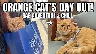 POV: You&rsquo;re a very pampered Orange Cat
