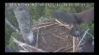 July 26 , 2025 HWF White Rock, BC Eagles Sleeping, Preening, Hop-Flap Nest Tree, Quick Flight (more)