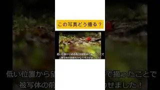 紅葉&times;前ボケ #shorts #カメラ #撮影 #撮り方