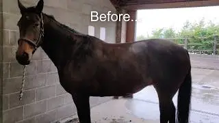 Giving my horse a Hunter clip (GoPro HeadCam)