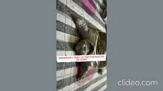 whenever i try to click his photo#100k#tortoise#tortoiseworld#video#24k#Gold@TheTortoiseWhisperer