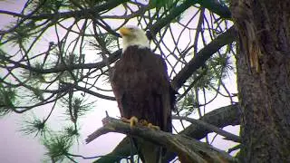 Bald eagle no longer on endangered list in Arizona