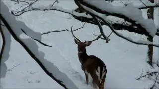 Hayedo de Quinto Real - Kintoa - Navarra - Turismo - Naturaleza - N&ordm; 1