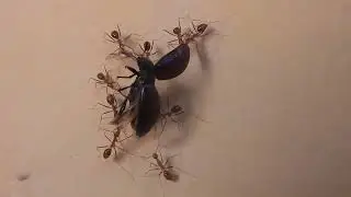 Ants say, 