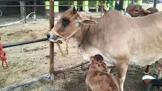 cow 🐄 for sell in chausa pashu Mandi Buxar Bihar Se nya video S Pandey 9155472296