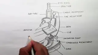 How to draw light or compound microscope step by step / Microscope diagram