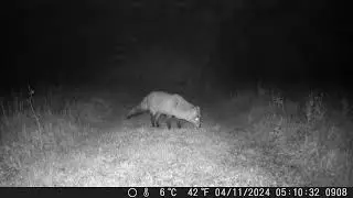 TechnaXX Wild Cam TX-160 - #backyardwildlife DSCF0908