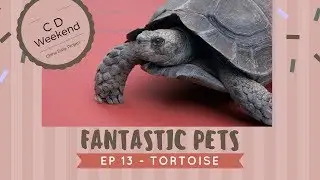 Fantastic Pets - ep13 Manouria Emys