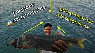 שפמנון ענק טורף בינית לעיני המצלמה 😱 וגם תפסתי את הביניות הגדולות סוף סוף.