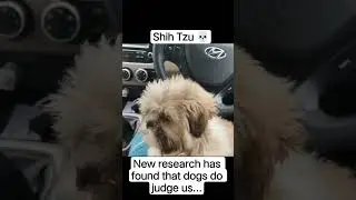 #shihtzupuppies #pets #news #indian #southkorea #japan #new #judge #cartoon #trending #shorts #love
