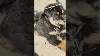 Real Dog fact🐶🤯🫡🔥 #facts #dog #dogs #shorts