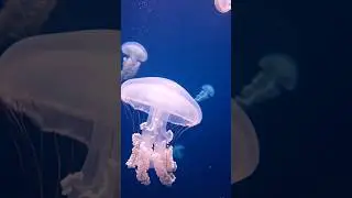 Jellyfish 😱 #zootown #aianimals