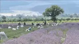 Bulgaria Lavender Boom: Bulgaria top global producer of lavender four years running