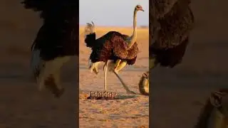 Mother Ostrich Protects Her Chicks From Hyena Fierce Battle in the Wild #wildlife #nature #animals