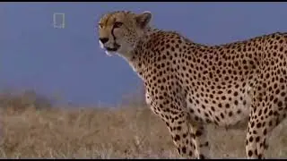 The Living Edens : Cheetah plays a Thomson&rsquo;s Gazelle Fawn