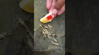 Sharing candy gummy pizza with small snails🍕🐌. #arthropods #snail #shorts