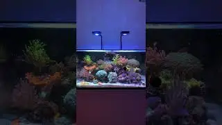 Full tank shot vibes #reeftank #aquarium #saltwater #reef #fishtank #fish #coralreeftank #coral
