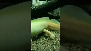 Axolotl Regrows Brain, Heart & More! 🧠 #axolotlfacts acts #Shorts