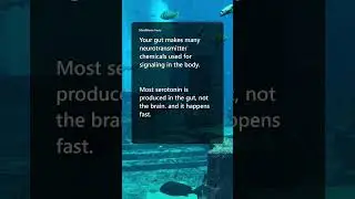 The Gut-Brain Connection Explained 🤯 | MindBlown Facts