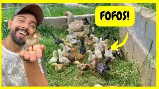 Soltando os Pintinhos nos Viveiros - Nasceu Angolinhas | Gutejando