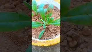 🌼स्टॉक फूल कैसे लगाए How to grow stock flower 🌼 #flowergarden #plants #nature #shorts #ytshort