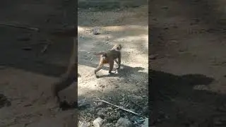 bandar se masti 🐒🐒🐒# sadri vlogs# shorts video#🇮🇳🇮🇳🙏🙏