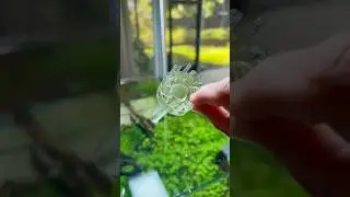 I always run a surface skimmer or airstone to prevent surface film #aquascape #aquarium #fishtank