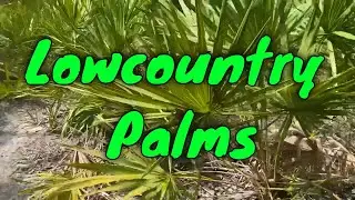 South Carolina Native Palm Trees