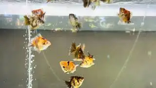 Short tail oranda goldfish