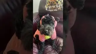 2023 season #newyear #dog #cute #2023 #puppy #shorts #trending